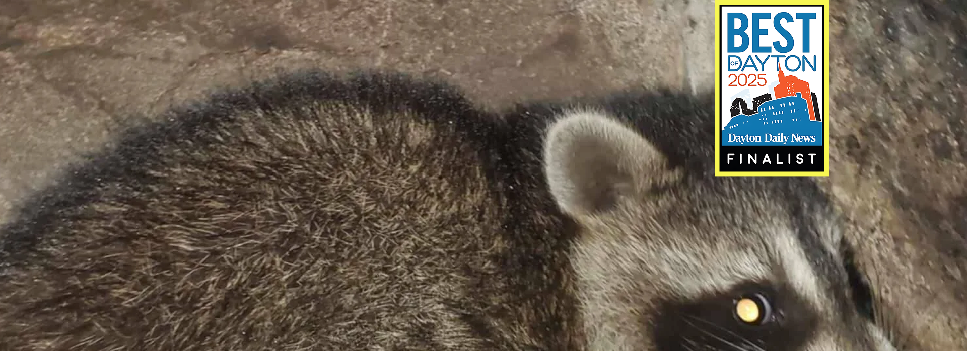 Raccoon with "14 Month Warranty" star